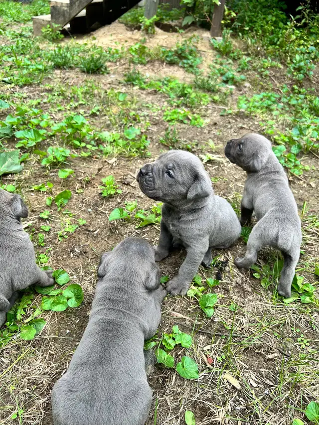 cane corso