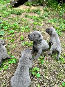 cane corso