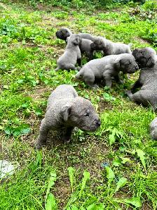 cane corso - Photo 2