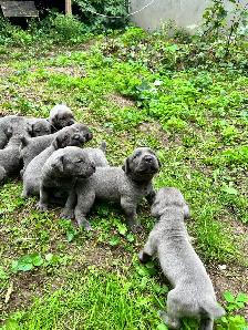 cane corso - Photo 3