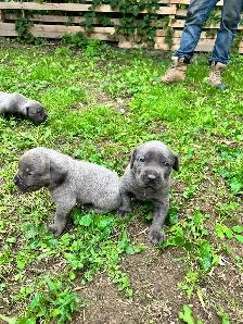 cane corso - Photo 4