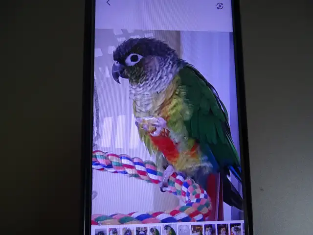 Lost Conure Bird Reward 300.00