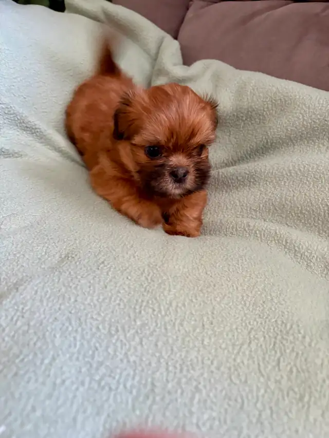 SHIH TZU