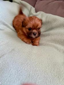 SHIH TZU