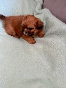SHIH TZU - Photo 2