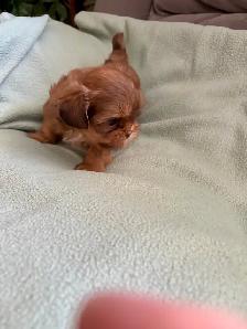 SHIH TZU - Photo 3
