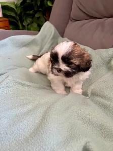 SHIH TZU - Photo 4
