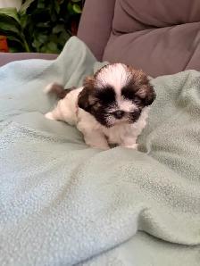 SHIH TZU - Photo 5