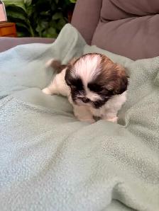 SHIH TZU - Photo 6