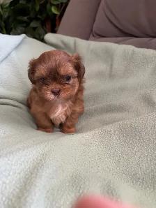 SHIH TZU - Photo 7