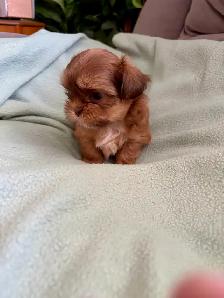 SHIH TZU - Photo 8