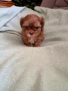 SHIH TZU - Photo 9