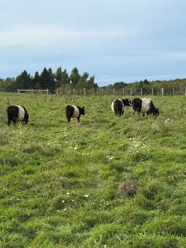 belted Galloway cows for sale