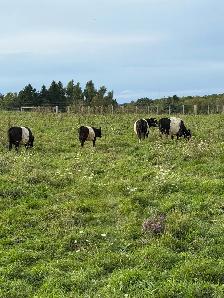 belted Galloway cows for sale