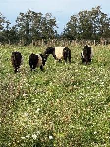 belted Galloway cows for sale - Photo 2