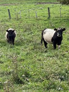 belted Galloway cows for sale - Photo 3