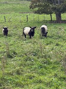 belted Galloway cows for sale - Photo 4