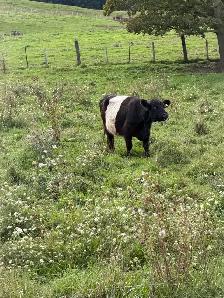 belted Galloway cows for sale - Photo 5