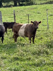 belted Galloway cows for sale - Photo 6