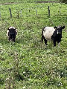 belted Galloway cows for sale - Photo 7