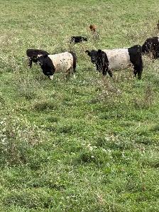 belted Galloway cows for sale - Photo 8