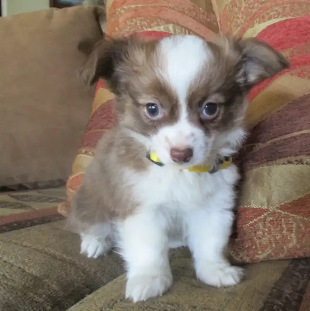 'Chihuahua Boy Long Haired'
