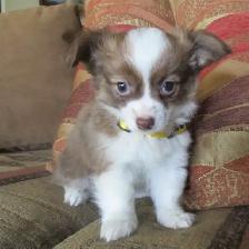 'Chihuahua Boy Long Haired'