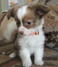 'Chihuahua Boy Long Haired' - Photo 2