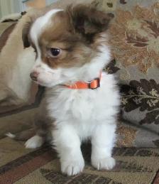 'Chihuahua Boy Long Haired' - Photo 3