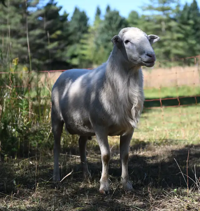 Katahdin Ram