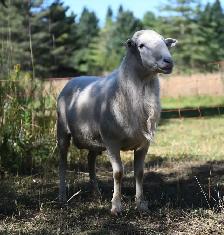 Katahdin Ram
