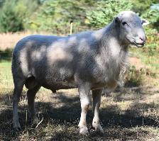 Katahdin Ram - Photo 2