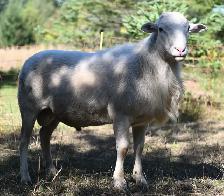 Katahdin Ram - Photo 3