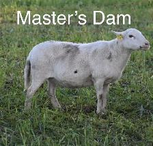 Katahdin Ram - Photo 4