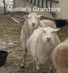 Katahdin Ram - Photo 6