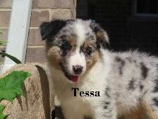 Australian Shepherd puppies.