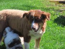 Australian Shepherd puppies. - Photo 2