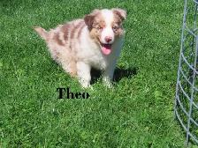 Australian Shepherd puppies. - Photo 3