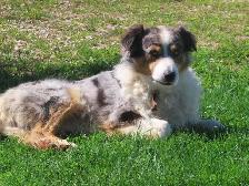 Australian Shepherd puppies. - Photo 4