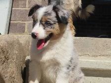 Australian Shepherd puppies. - Photo 5