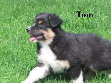 Australian Shepherd puppies. - Photo 6