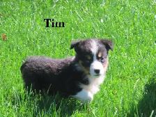 Australian Shepherd puppies. - Photo 7