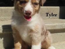 Australian Shepherd puppies. - Photo 8