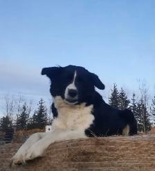 Dog for sale - Photo 2