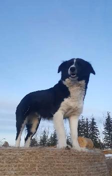 Dog for sale - Photo 3