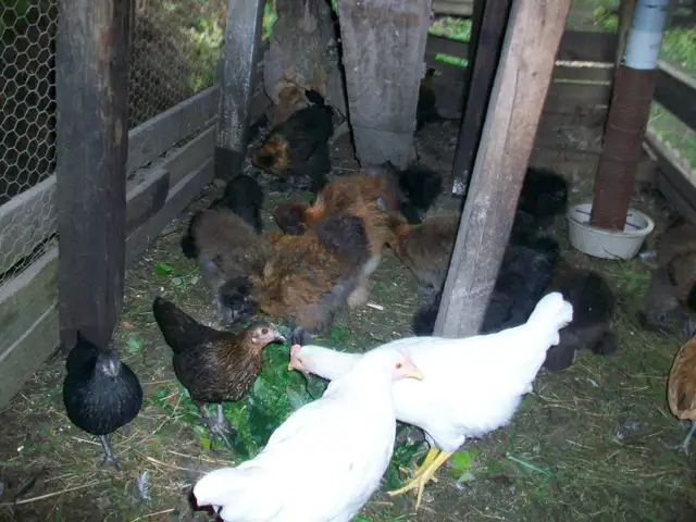 Poulettes à vendre