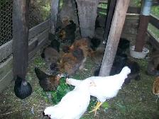 Poulettes à vendre
