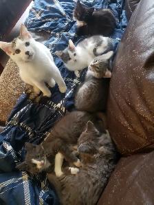 Kittens looking for their furever happy homes