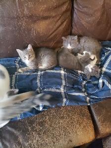 Kittens looking for their furever happy homes - Photo 2