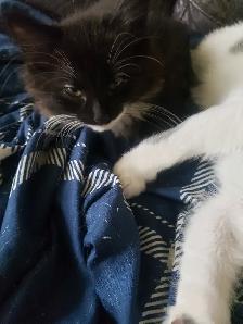 Kittens looking for their furever happy homes - Photo 3